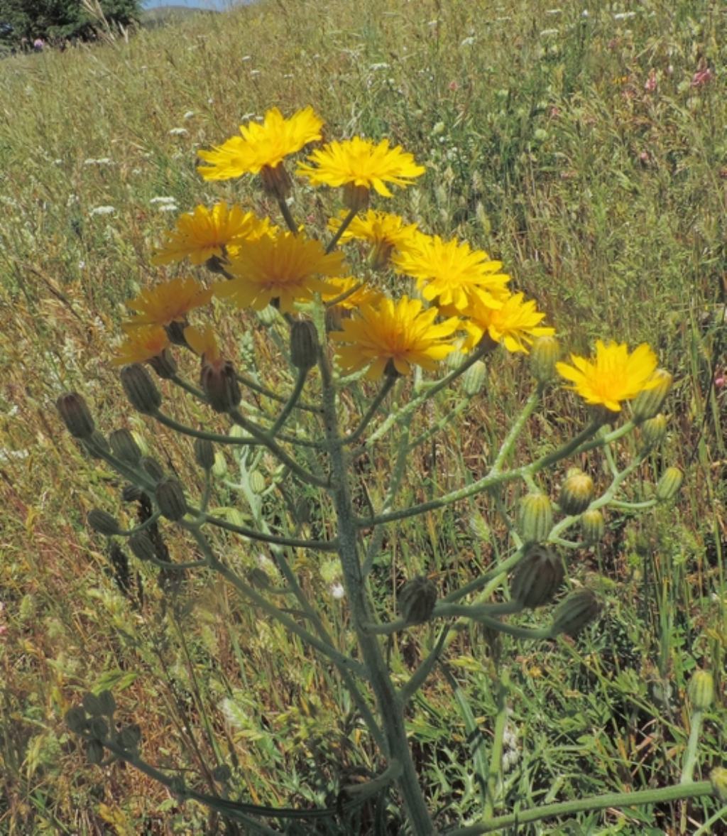 Crepis lacera / Radicchiella laziale